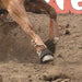 Classic Equine Neoprene Bell Boots Tack - Leg Protection Classic Equine   