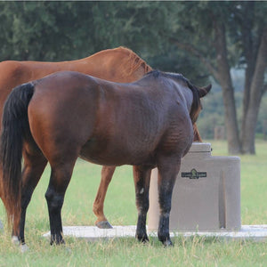 Classic Equine AutoFount Two Drink Barn - Waterers & Troughs Classic Equine   