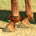 Iconoclast Orthopedic Sport Boots Tack - Leg Protection Iconoclast   
