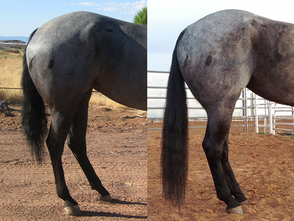 BioMane Equine - Supplements BioMane   