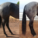 BioMane Equine - Supplements BioMane   