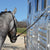 Cashel Triple Shock Cord Farm & Ranch - Truck & Trailer Accessories Cashel   